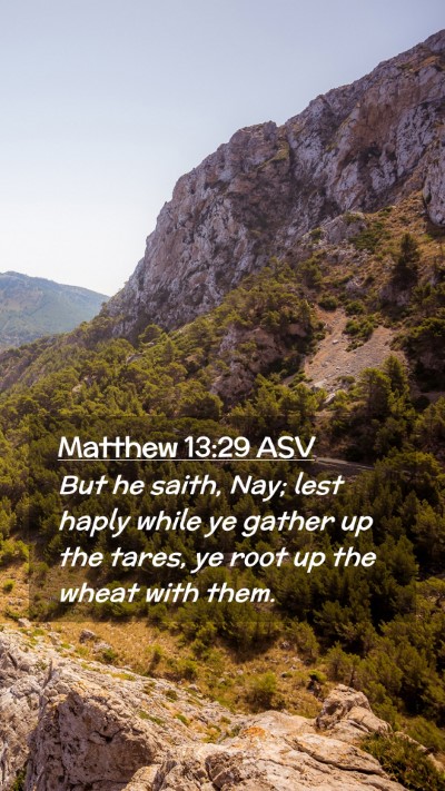 Picture 02 - Matthew 13:29 ASV Mobile Phone Wallpaper - But he saith, Nay; lest haply while ye gather up - Mobile Bible Verse Wallpaper