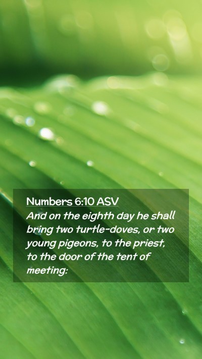 Picture 02 - Numbers 6:10 ASV Mobile Phone Wallpaper - And on the eighth day he shall bring two - Mobile Bible Verse Wallpaper