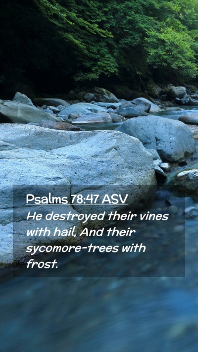 Picture 02 - Psalms 78:47 ASV Mobile Phone Wallpaper - He destroyed their vines with hail, And their - Mobile Bible Verse Wallpaper
