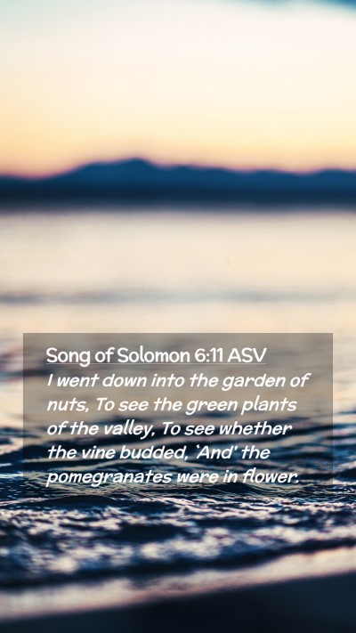 Picture 02 - Song of Solomon 6:11 ASV Mobile Phone Wallpaper - I went down into the garden of nuts, To see the - Mobile Bible Verse Wallpaper