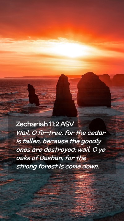 Picture 02 - Zechariah 11:2 ASV Mobile Phone Wallpaper - Wail, O fir-tree, for the cedar is fallen, - Mobile Bible Verse Wallpaper