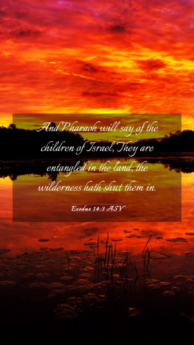Picture 03 - Exodus 14:3 ASV Mobile Phone Wallpaper - And Pharaoh will say of the children of Israel, - Mobile Bible Verse Wallpaper
