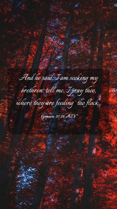 Picture 03 - Genesis 37:16 ASV Mobile Phone Wallpaper - And he said, I am seeking my brethren: tell me, I - Mobile Bible Verse Wallpaper