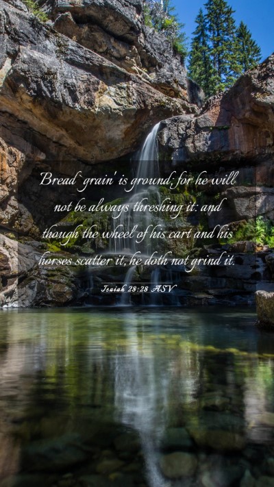 Picture 03 - Isaiah 28:28 ASV Mobile Phone Wallpaper - Bread `grain' is ground; for he will not be - Mobile Bible Verse Wallpaper