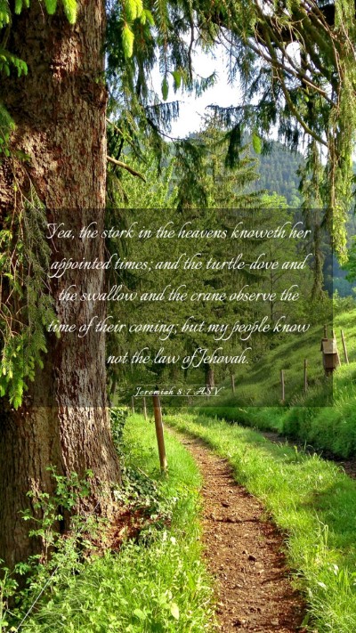 Picture 03 - Jeremiah 8:7 ASV Mobile Phone Wallpaper - Yea, the stork in the heavens knoweth her - Mobile Bible Verse Wallpaper