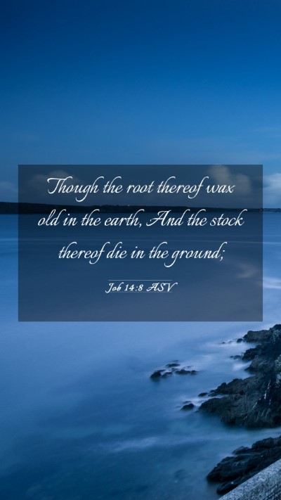 Picture 03 - Job 14:8 ASV Mobile Phone Wallpaper - Though the root thereof wax old in the earth, And - Mobile Bible Verse Wallpaper