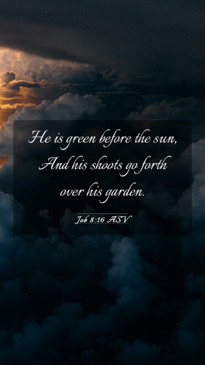 Picture 03 - Job 8:16 ASV Mobile Phone Wallpaper - He is green before the sun, And his shoots go - Mobile Bible Verse Wallpaper