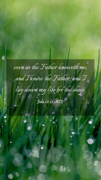 Picture 03 - John 10:15 ASV Mobile Phone Wallpaper - even as the Father knoweth me, and I know the - Mobile Bible Verse Wallpaper