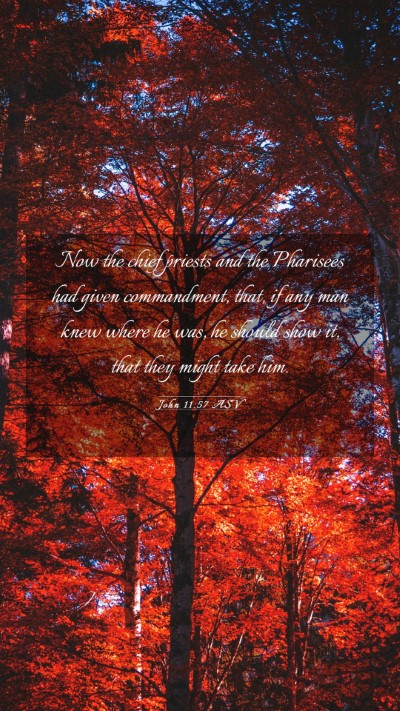 Picture 03 - John 11:57 ASV Mobile Phone Wallpaper - Now the chief priests and the Pharisees had given - Mobile Bible Verse Wallpaper