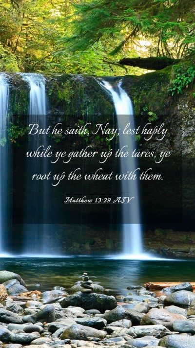 Picture 03 - Matthew 13:29 ASV Mobile Phone Wallpaper - But he saith, Nay; lest haply while ye gather up - Mobile Bible Verse Wallpaper