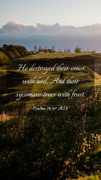 Picture 03 - Psalms 78:47 ASV Mobile Phone Wallpaper - He destroyed their vines with hail, And their - Mobile Bible Verse Wallpaper