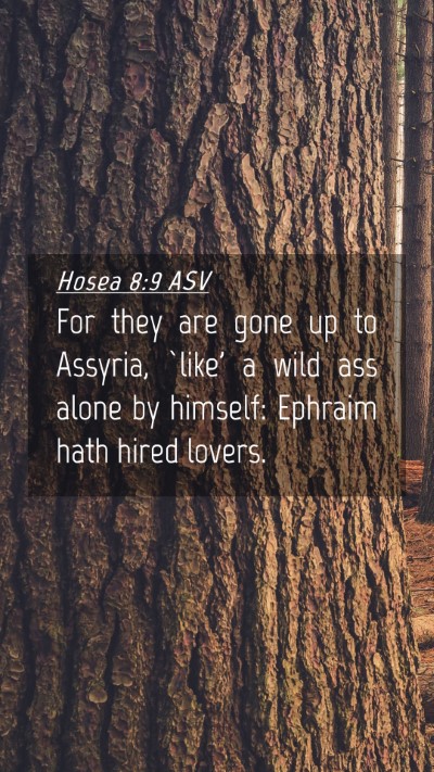 Picture 04 - Hosea 8:9 ASV Mobile Phone Wallpaper - For they are gone up to Assyria, `like' a wild - Mobile Bible Verse Wallpaper