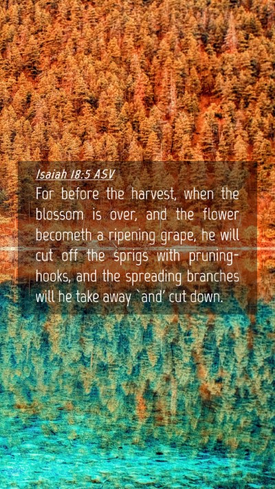 Picture 04 - Isaiah 18:5 ASV Mobile Phone Wallpaper - For before the harvest, when the blossom is over, - Mobile Bible Verse Wallpaper