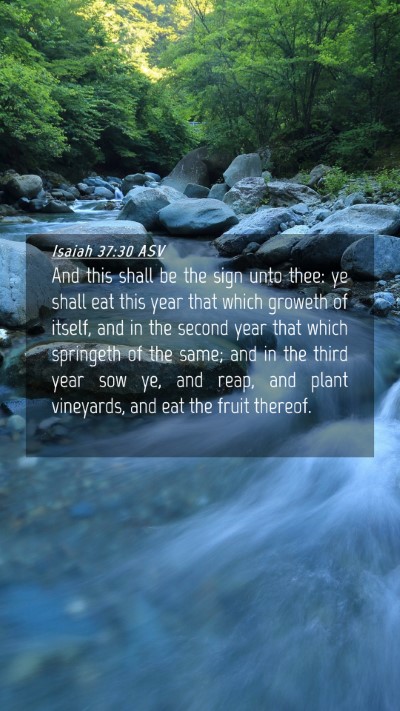 Picture 04 - Isaiah 37:30 ASV Mobile Phone Wallpaper - And this shall be the sign unto thee: ye shall - Mobile Bible Verse Wallpaper