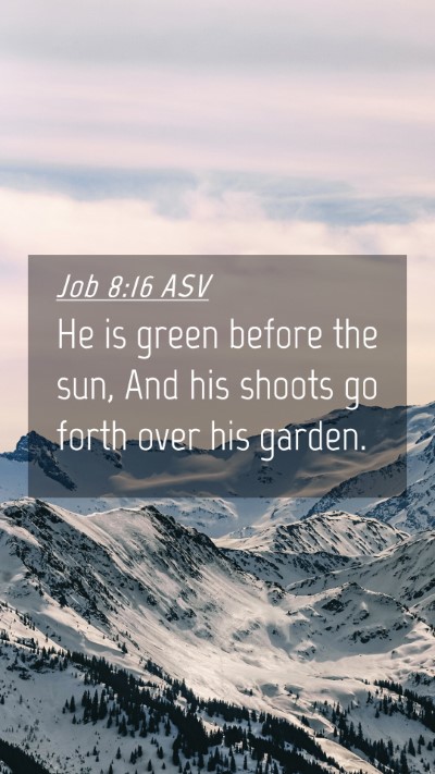 Picture 04 - Job 8:16 ASV Mobile Phone Wallpaper - He is green before the sun, And his shoots go - Mobile Bible Verse Wallpaper