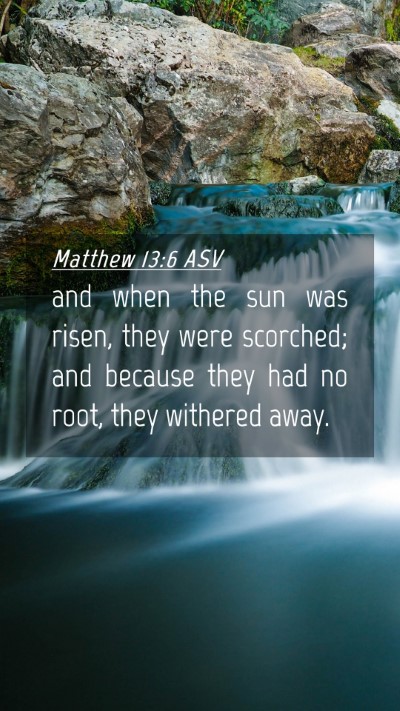 Picture 04 - Matthew 13:6 ASV Mobile Phone Wallpaper - and when the sun was risen, they were scorched; - Mobile Bible Verse Wallpaper