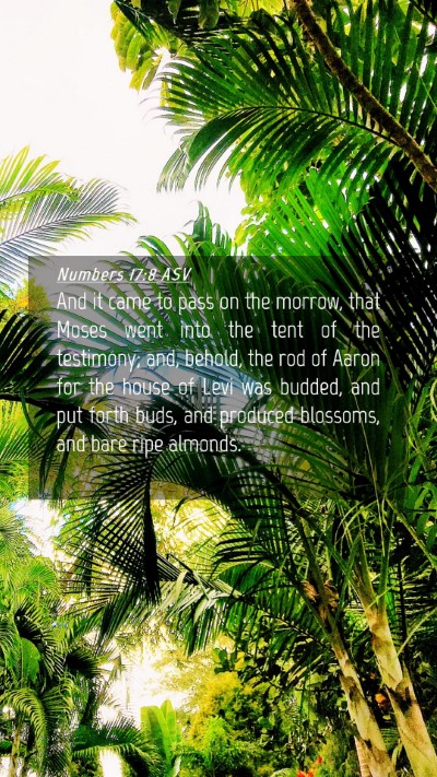 Picture 04 - Numbers 17:8 ASV Mobile Phone Wallpaper - And it came to pass on the morrow, that Moses - Mobile Bible Verse Wallpaper