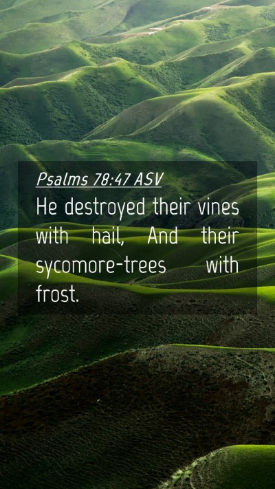 Picture 04 - Psalms 78:47 ASV Mobile Phone Wallpaper - He destroyed their vines with hail, And their - Mobile Bible Verse Wallpaper