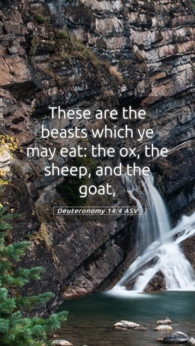 Picture 05 - Deuteronomy 14:4 ASV Mobile Phone Wallpaper - These are the beasts which ye may eat: the ox, - Mobile Bible Verse Wallpaper