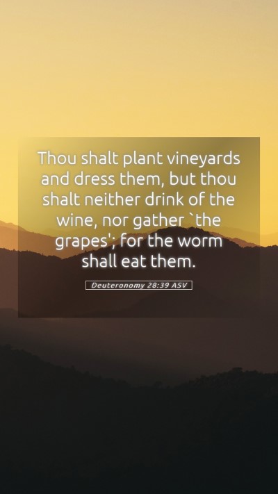 Picture 05 - Deuteronomy 28:39 ASV Mobile Phone Wallpaper - Thou shalt plant vineyards and dress them, but - Mobile Bible Verse Wallpaper