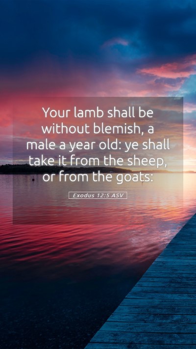 Picture 05 - Exodus 12:5 ASV Mobile Phone Wallpaper - Your lamb shall be without blemish, a male a year - Mobile Bible Verse Wallpaper