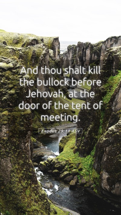 Picture 05 - Exodus 29:11 ASV Mobile Phone Wallpaper - And thou shalt kill the bullock before Jehovah, - Mobile Bible Verse Wallpaper