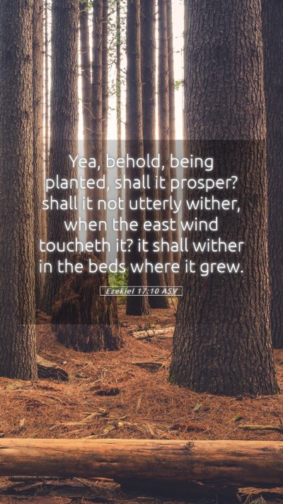 Picture 05 - Ezekiel 17:10 ASV Mobile Phone Wallpaper - Yea, behold, being planted, shall it prosper? - Mobile Bible Verse Wallpaper