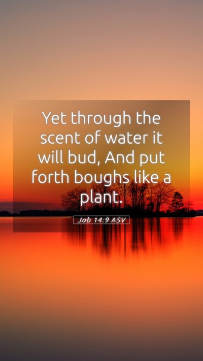 Picture 05 - Job 14:9 ASV Mobile Phone Wallpaper - Yet through the scent of water it will bud, And - Mobile Bible Verse Wallpaper
