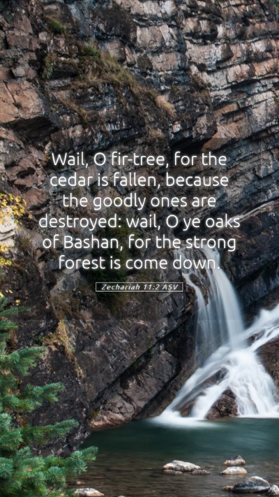 Picture 05 - Zechariah 11:2 ASV Mobile Phone Wallpaper - Wail, O fir-tree, for the cedar is fallen, - Mobile Bible Verse Wallpaper