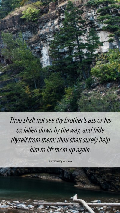 Picture 06 - Deuteronomy 22:4 ASV Mobile Phone Wallpaper - Thou shalt not see thy brother's ass or his ox - Mobile Bible Verse Wallpaper