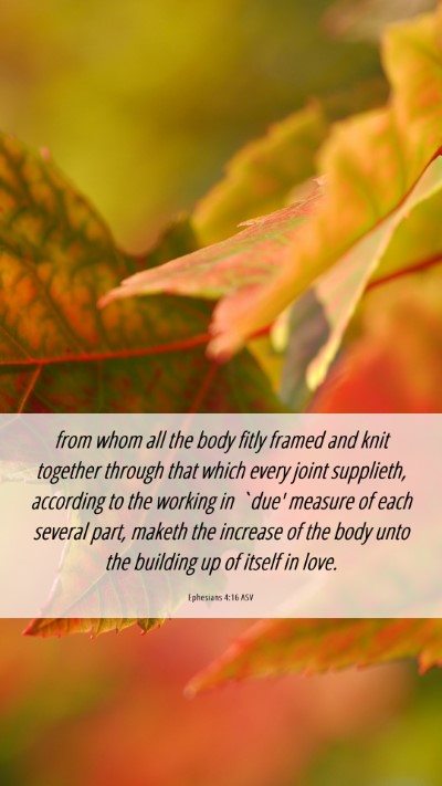 Picture 06 - Ephesians 4:16 ASV Mobile Phone Wallpaper - from whom all the body fitly framed and knit - Mobile Bible Verse Wallpaper