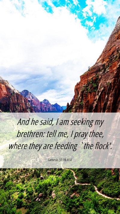 Picture 06 - Genesis 37:16 ASV Mobile Phone Wallpaper - And he said, I am seeking my brethren: tell me, I - Mobile Bible Verse Wallpaper