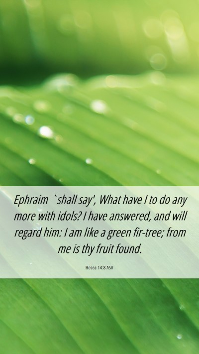 Picture 06 - Hosea 14:8 ASV Mobile Phone Wallpaper - Ephraim `shall say', What have I to do any more - Mobile Bible Verse Wallpaper