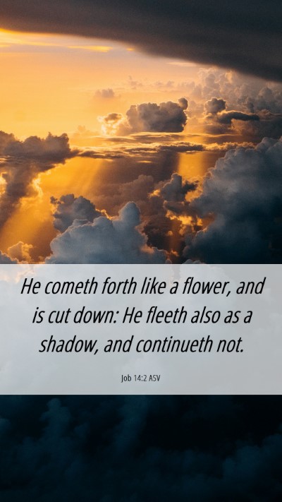 Picture 06 - Job 14:2 ASV Mobile Phone Wallpaper - He cometh forth like a flower, and is cut down: - Mobile Bible Verse Wallpaper