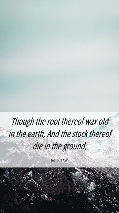 Picture 06 - Job 14:8 ASV Mobile Phone Wallpaper - Though the root thereof wax old in the earth, And - Mobile Bible Verse Wallpaper