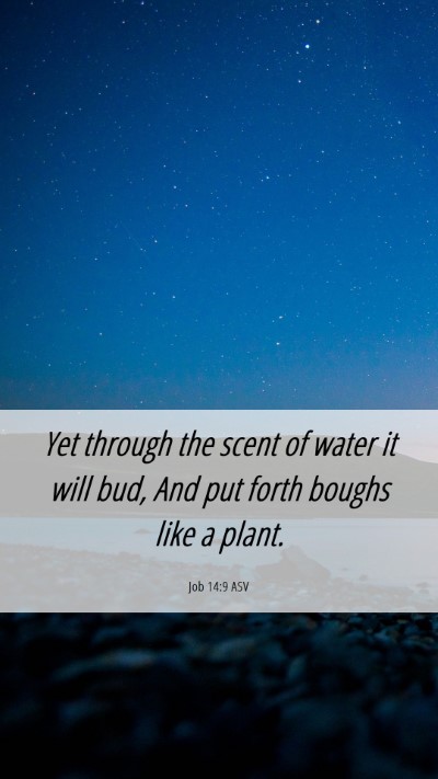 Picture 06 - Job 14:9 ASV Mobile Phone Wallpaper - Yet through the scent of water it will bud, And - Mobile Bible Verse Wallpaper