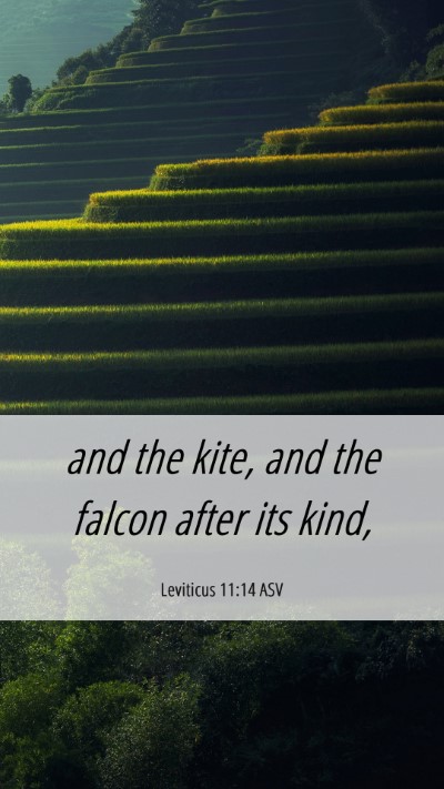 Picture 06 - Leviticus 11:14 ASV Mobile Phone Wallpaper - and the kite, and the falcon after its - Mobile Bible Verse Wallpaper