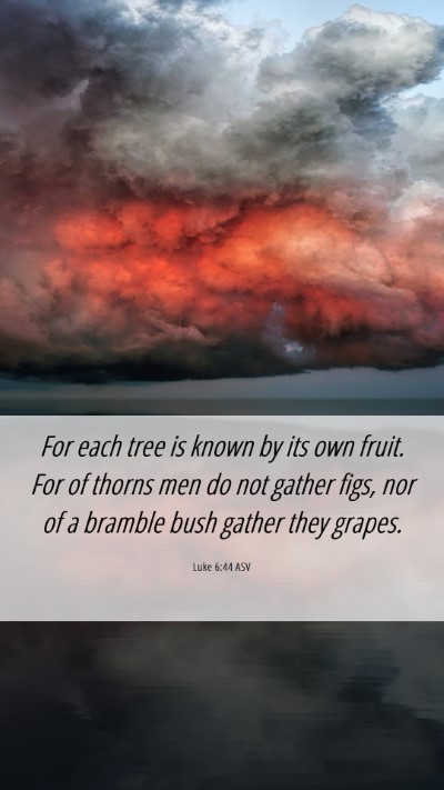Picture 06 - Luke 6:44 ASV Mobile Phone Wallpaper - For each tree is known by its own fruit. For of - Mobile Bible Verse Wallpaper
