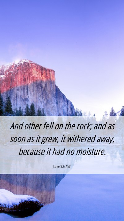 Picture 06 - Luke 8:6 ASV Mobile Phone Wallpaper - And other fell on the rock; and as soon as it - Mobile Bible Verse Wallpaper