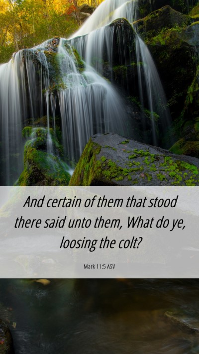 Picture 06 - Mark 11:5 ASV Mobile Phone Wallpaper - And certain of them that stood there said unto - Mobile Bible Verse Wallpaper