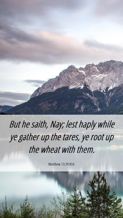 Picture 06 - Matthew 13:29 ASV Mobile Phone Wallpaper - But he saith, Nay; lest haply while ye gather up - Mobile Bible Verse Wallpaper