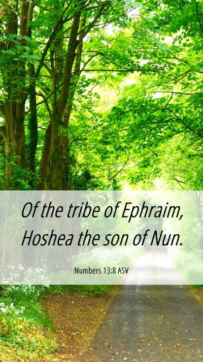 Picture 06 - Numbers 13:8 ASV Mobile Phone Wallpaper - Of the tribe of Ephraim, Hoshea the son of - Mobile Bible Verse Wallpaper