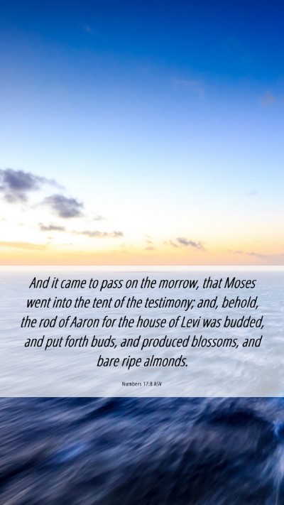 Picture 06 - Numbers 17:8 ASV Mobile Phone Wallpaper - And it came to pass on the morrow, that Moses - Mobile Bible Verse Wallpaper