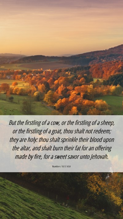 Picture 06 - Numbers 18:17 ASV Mobile Phone Wallpaper - But the firstling of a cow, or the firstling of a - Mobile Bible Verse Wallpaper