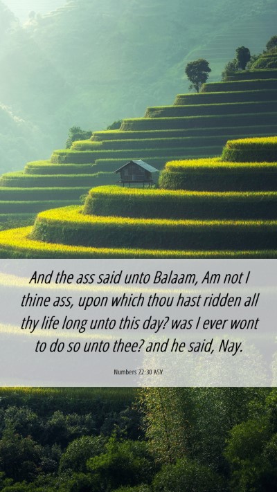 Picture 06 - Numbers 22:30 ASV Mobile Phone Wallpaper - And the ass said unto Balaam, Am not I thine ass, - Mobile Bible Verse Wallpaper