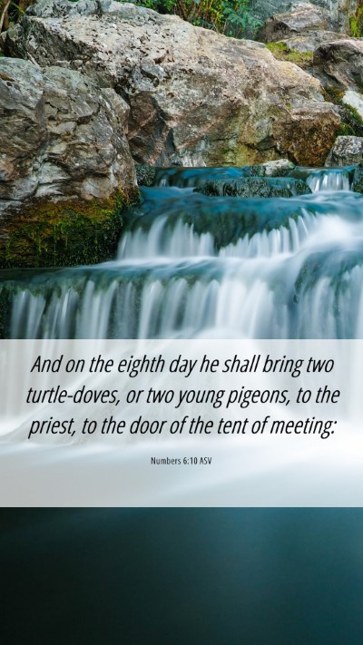 Picture 06 - Numbers 6:10 ASV Mobile Phone Wallpaper - And on the eighth day he shall bring two - Mobile Bible Verse Wallpaper