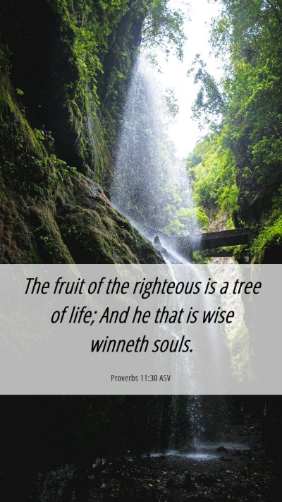 Picture 06 - Proverbs 11:30 ASV Mobile Phone Wallpaper - The fruit of the righteous is a tree of life; And - Mobile Bible Verse Wallpaper