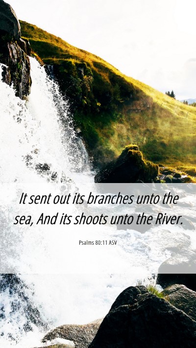 Picture 06 - Psalms 80:11 ASV Mobile Phone Wallpaper - It sent out its branches unto the sea, And its - Mobile Bible Verse Wallpaper