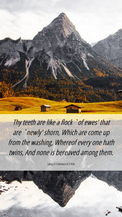 Picture 06 - Song of Solomon 4:2 ASV Mobile Phone Wallpaper - Thy teeth are like a flock `of ewes' that are - Mobile Bible Verse Wallpaper