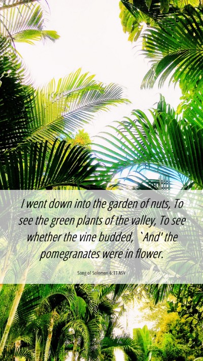 Picture 06 - Song of Solomon 6:11 ASV Mobile Phone Wallpaper - I went down into the garden of nuts, To see the - Mobile Bible Verse Wallpaper
